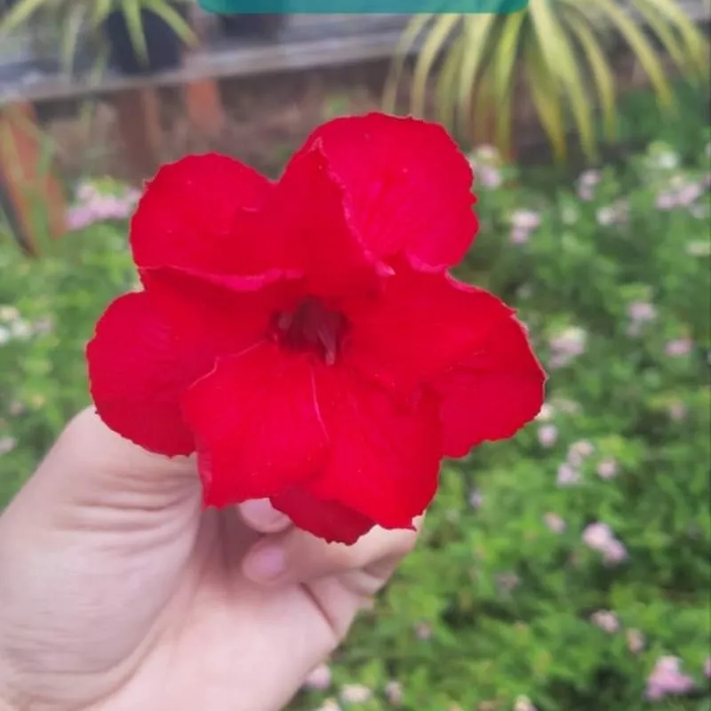 Tòng Nương Vườn Sứ