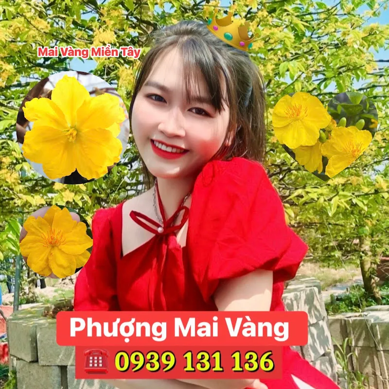 Phượng Mai Vàng 