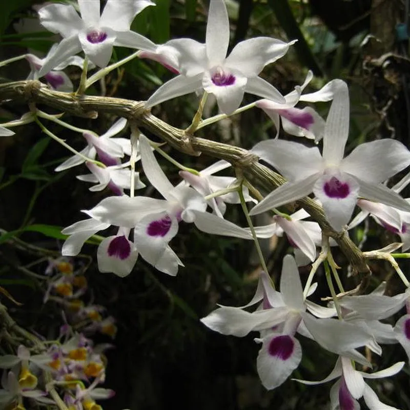 HUYỀN PHONG LAN LAI CHÂU