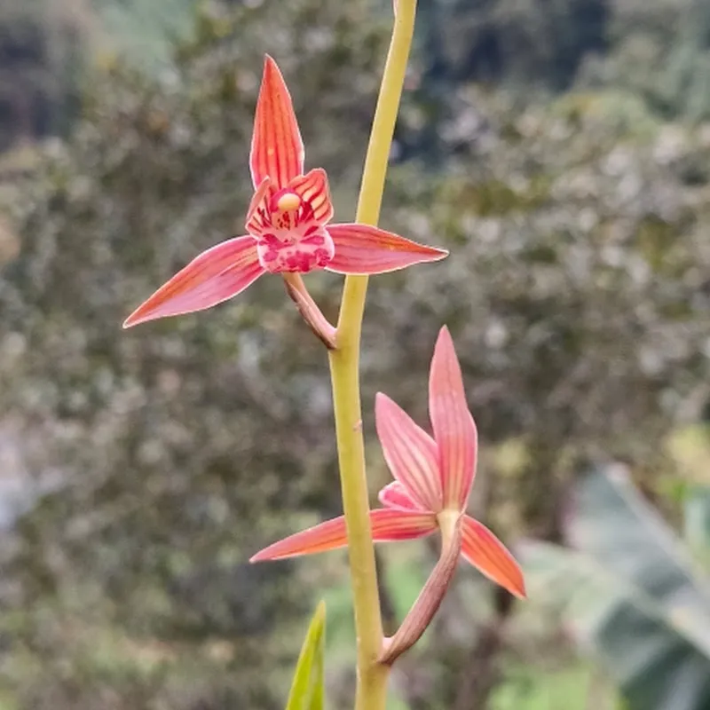 Vườn Lan Chung Mã Cao Bằng ( Chung Mã )