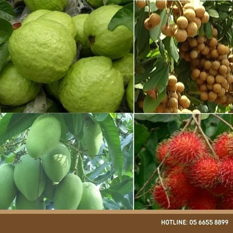 CÂY ĂN QUẢ CÂY BONSAI