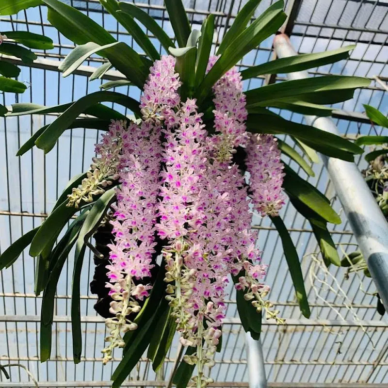 hoàng thảo kèn lai châu