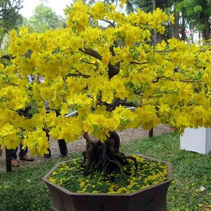 Hoàng Việt Mai Vàng