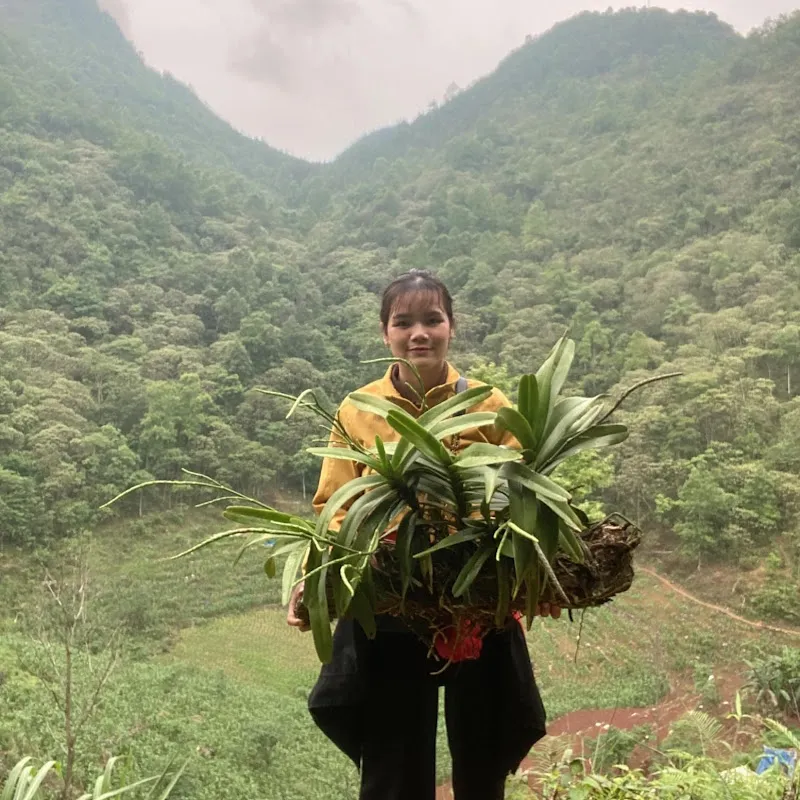 Lan Rừng Đặng Phiên