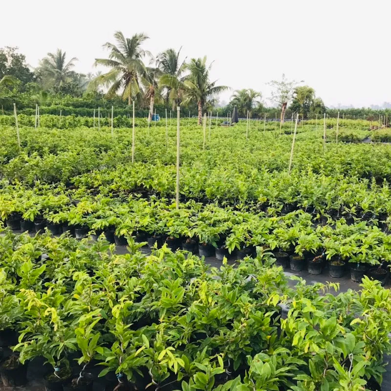 Út mai vàng Bến Tre