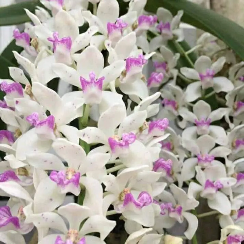 Lan Rừng Khoái Bản Đôn