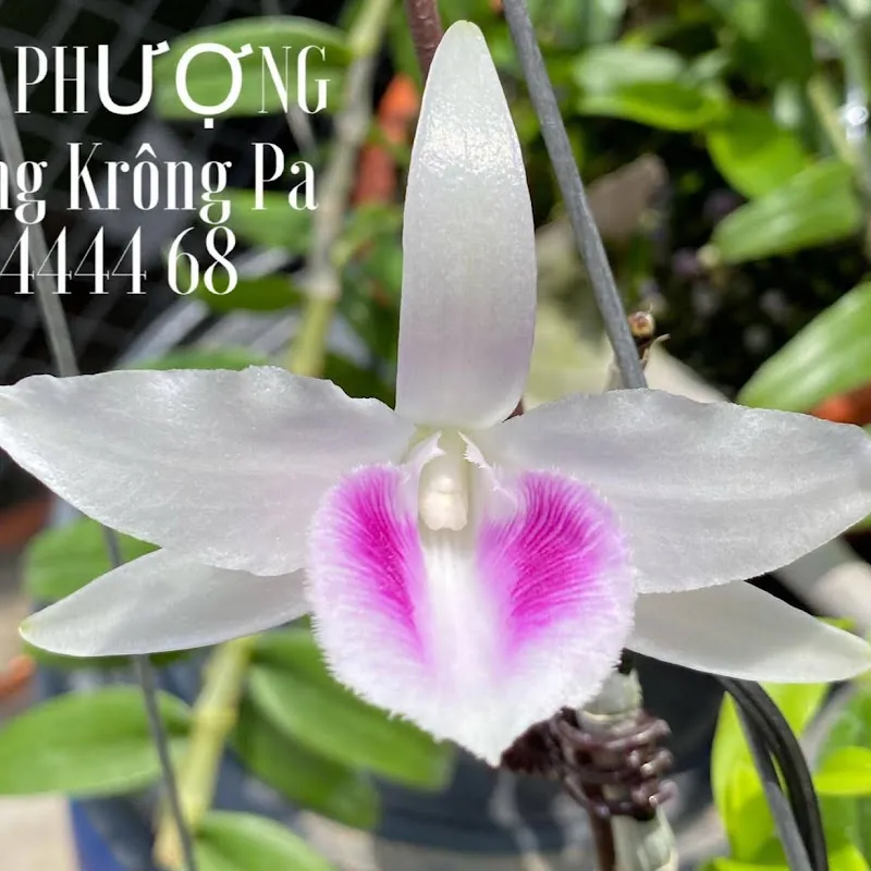 Lan Rừng Krông Pa