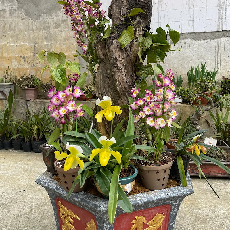 Thanh hoa lan lai châu