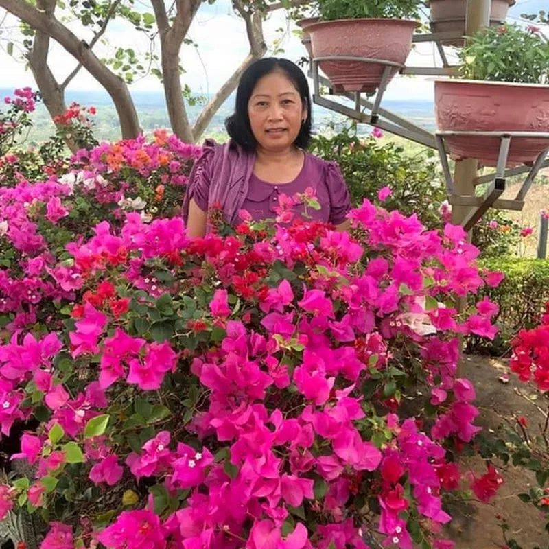 Loan Thái Mai Vàng