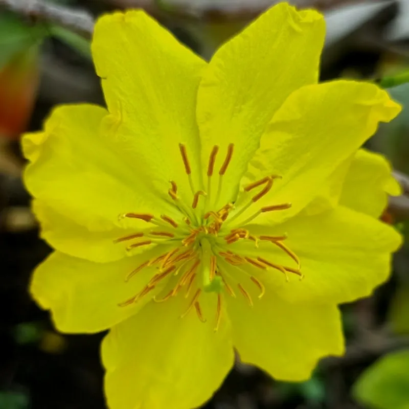 Mai Vàng Chí Cường 