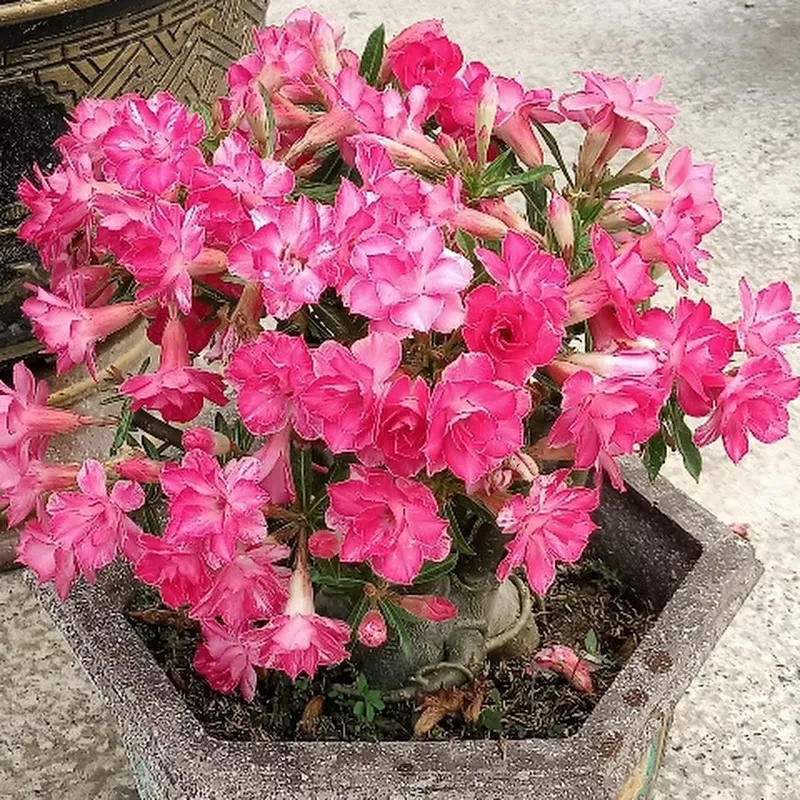 hoa sứ Nguyễn nhàn