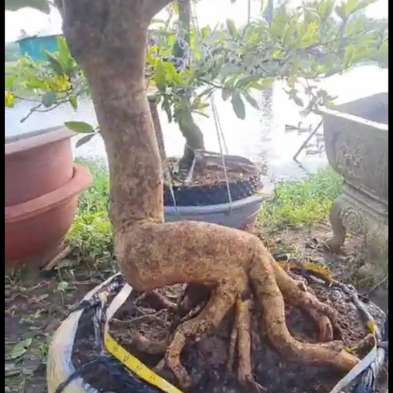 Mai Vàng Tèo Nguyễn