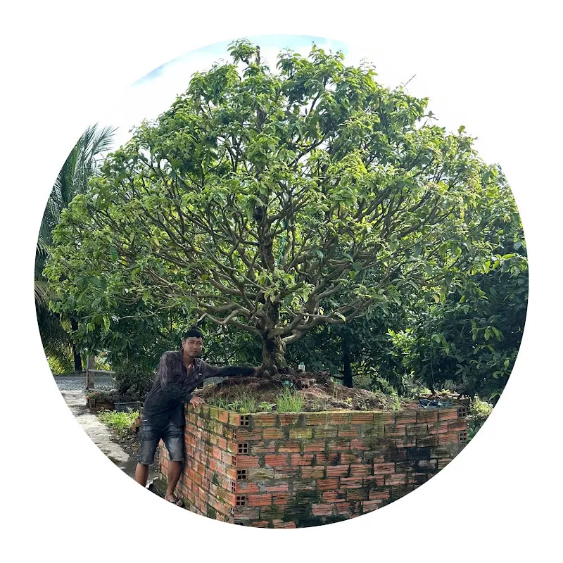 Tiến Mai Vàng Chợ Gạo